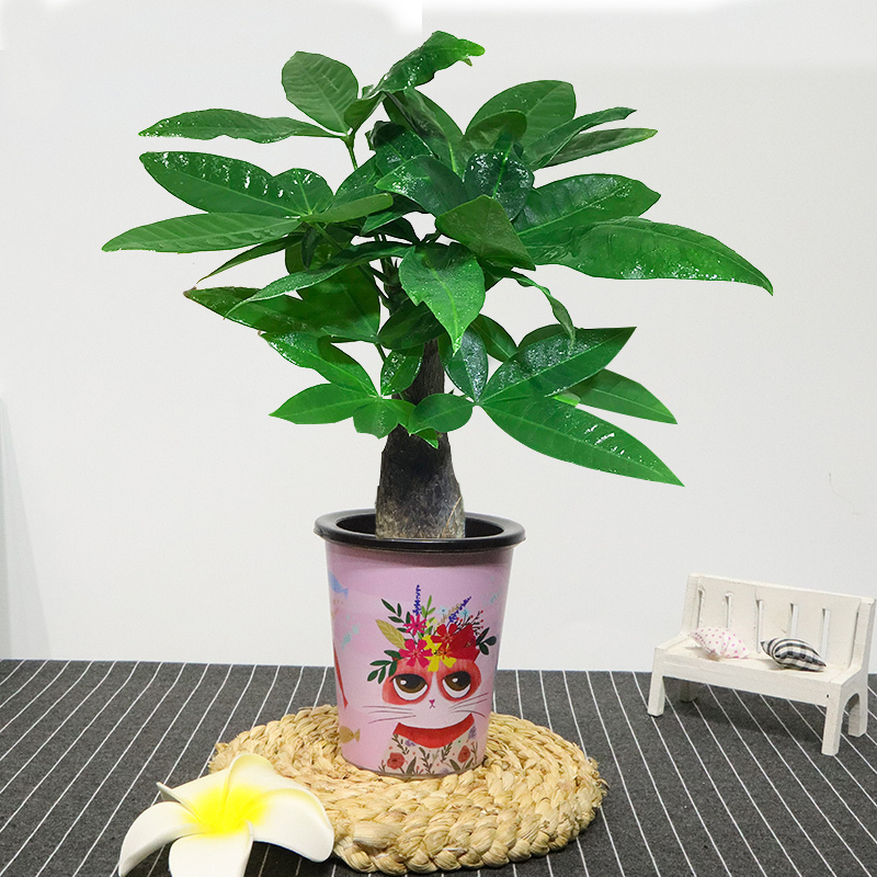 這3種植物放進(jìn)家中讓你今后越來(lái)越旺