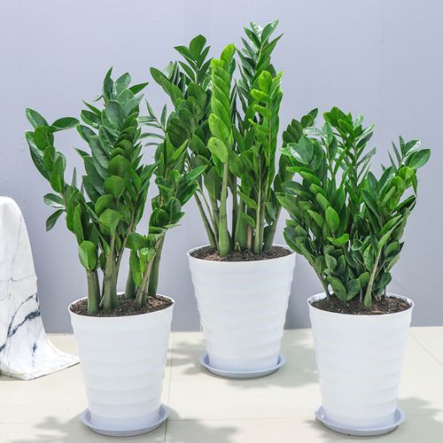 這3種植物放進(jìn)家中讓你今后越來(lái)越旺