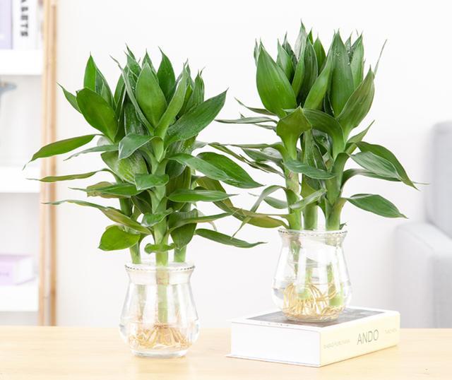 這3種植物放進(jìn)家中讓你今后越來(lái)越旺